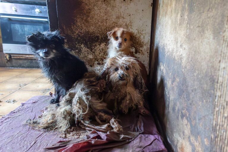 Hunde in Bad Iburg