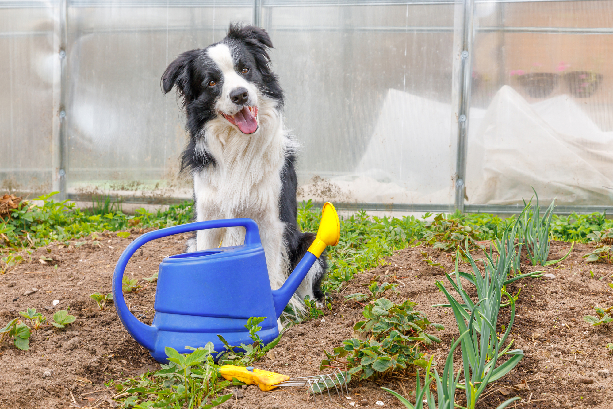 Outdoor Portrait Of Cute Smiling Dog Border Collie With Watering Can On Garden Background. Funny Puppy As Gardener Fetching Watering Can For Irrigation. Gardening And Agriculture Concept.