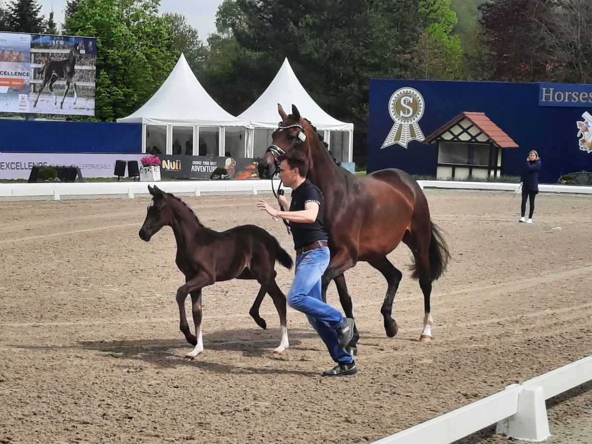 Zum ersten Mal dabei: die Elite-Fohlenauktion