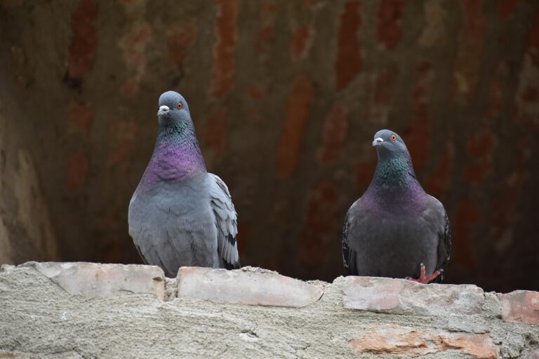 Tauben (Symbolbild) / Foto: Paul Michea, Pixabay in Quakenbrück