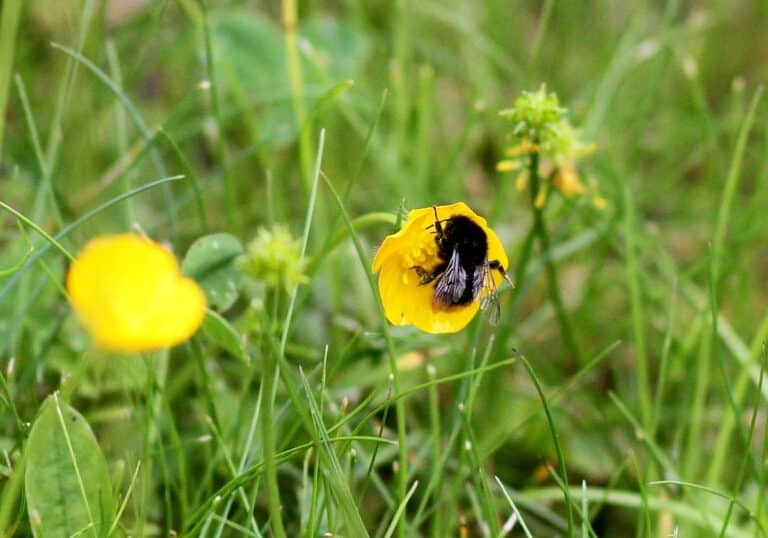 Hummel bestäubt