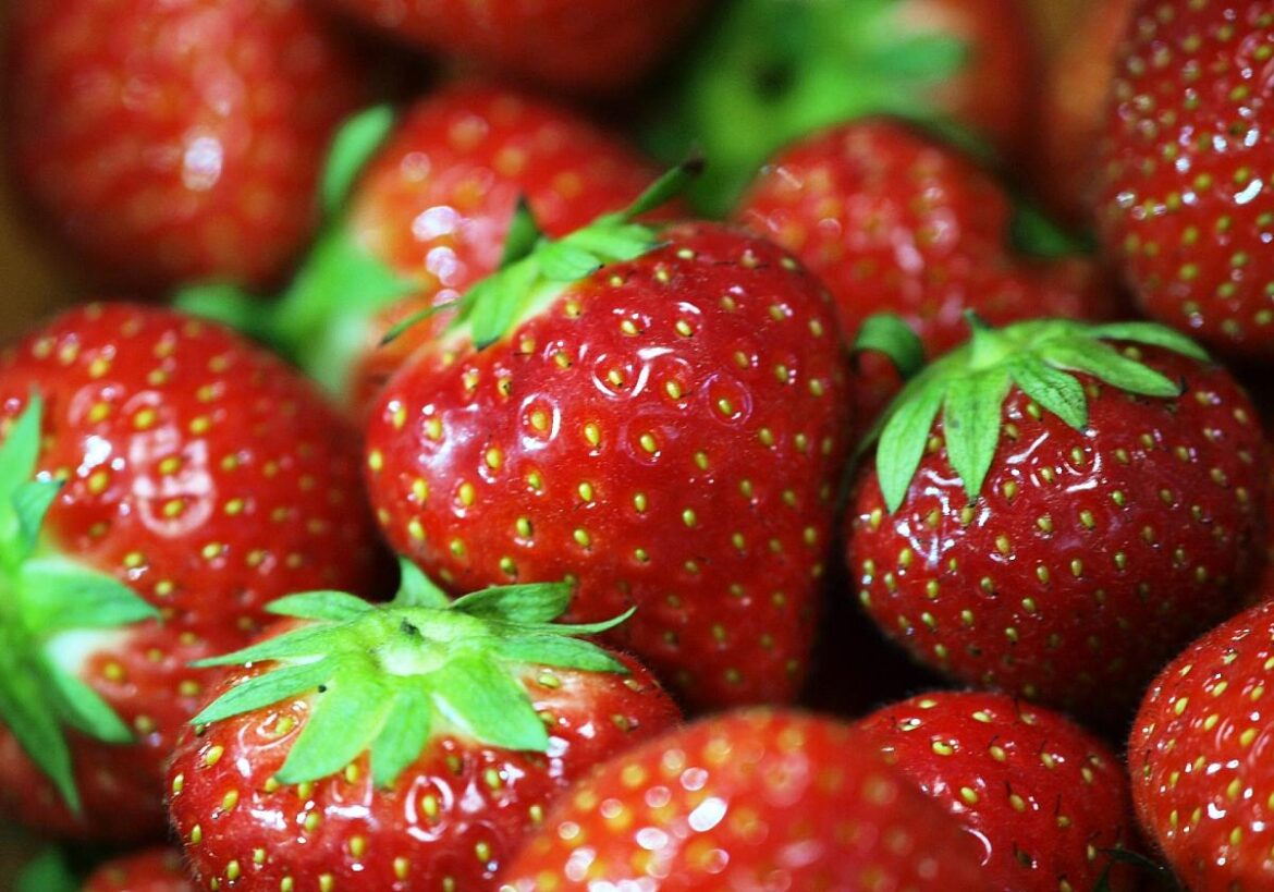 Erdbeeren (Archiv)