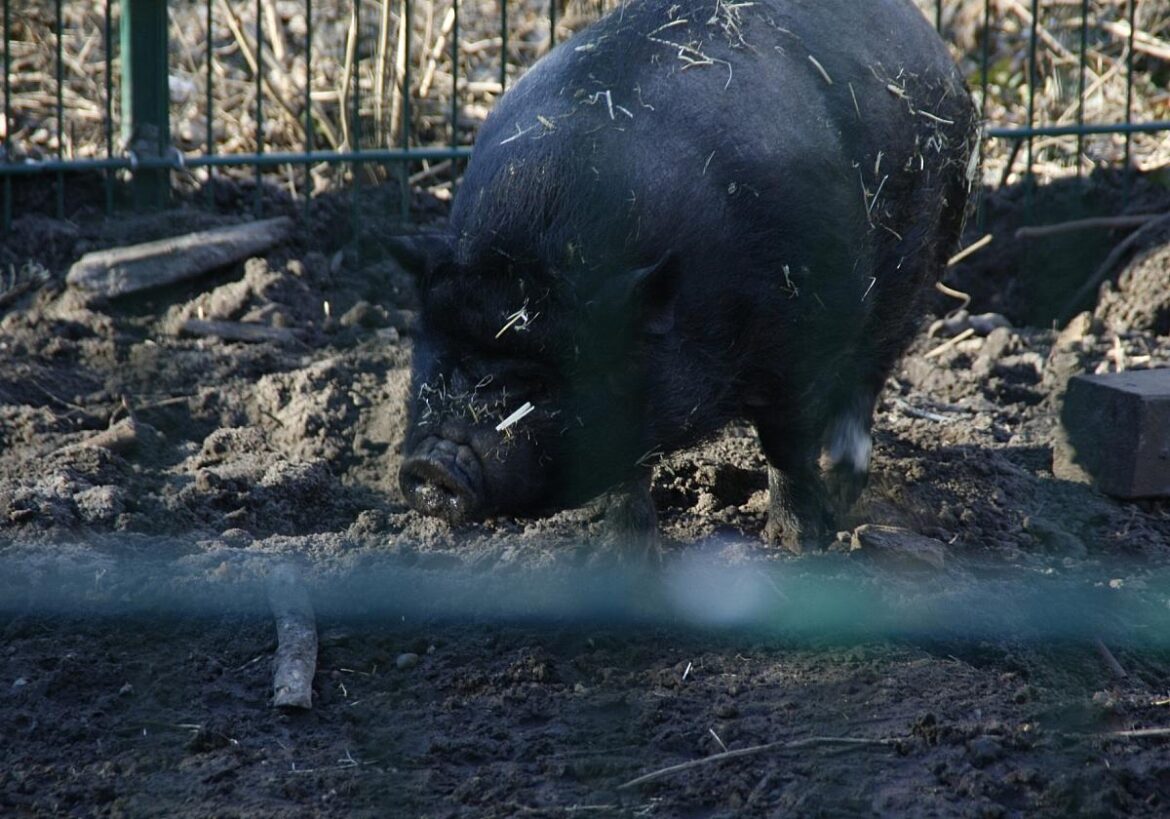 Angler Sattelschwein