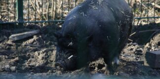 Angler Sattelschwein