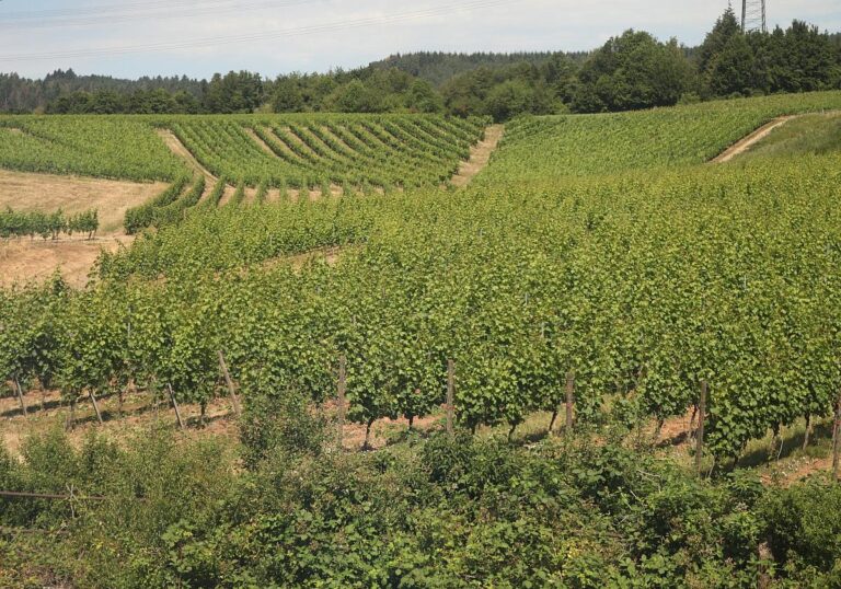 Weinberg (Archiv)