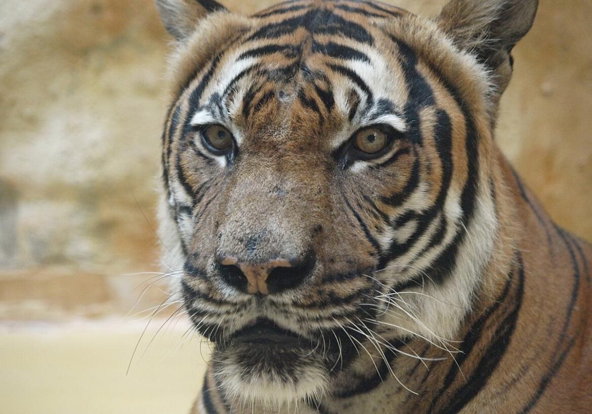 Malaysia-Tiger (Archiv)