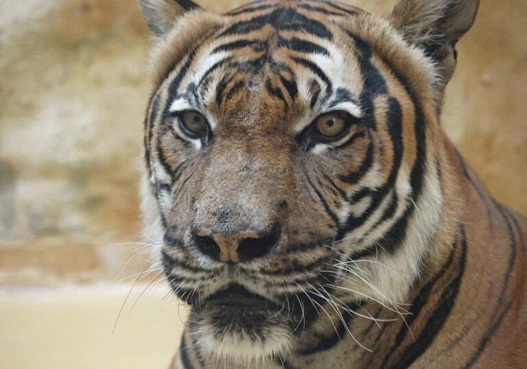 Malaysia-Tiger (Archiv)