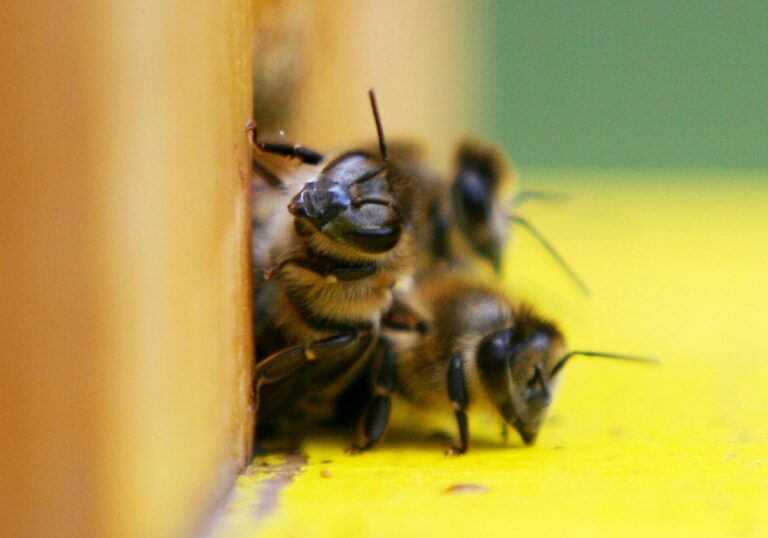 Bienen (Archiv)