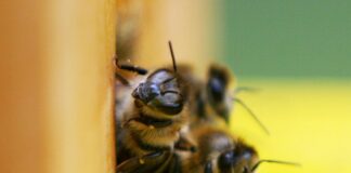 Bienen (Archiv)