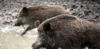 Wildschwein (Archiv)