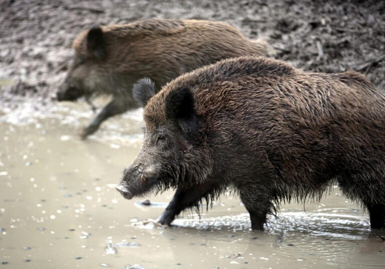 Wildschwein (Archiv)