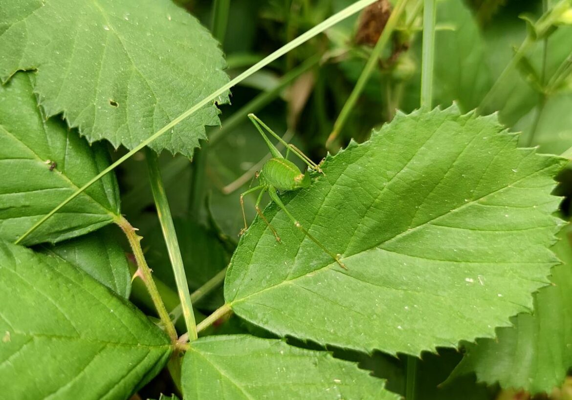 Grashüpfer (Archiv)