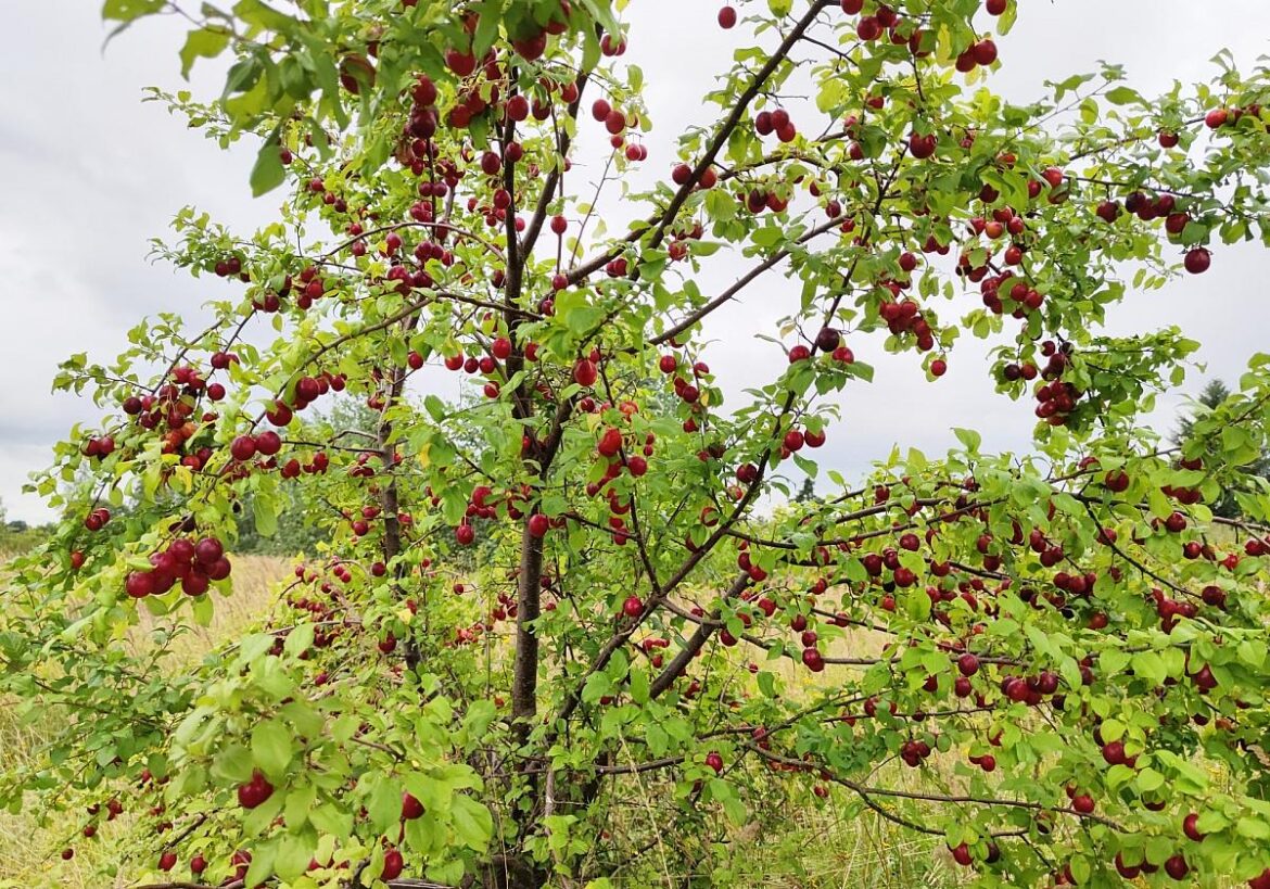 Kirschpflaume (Archiv)