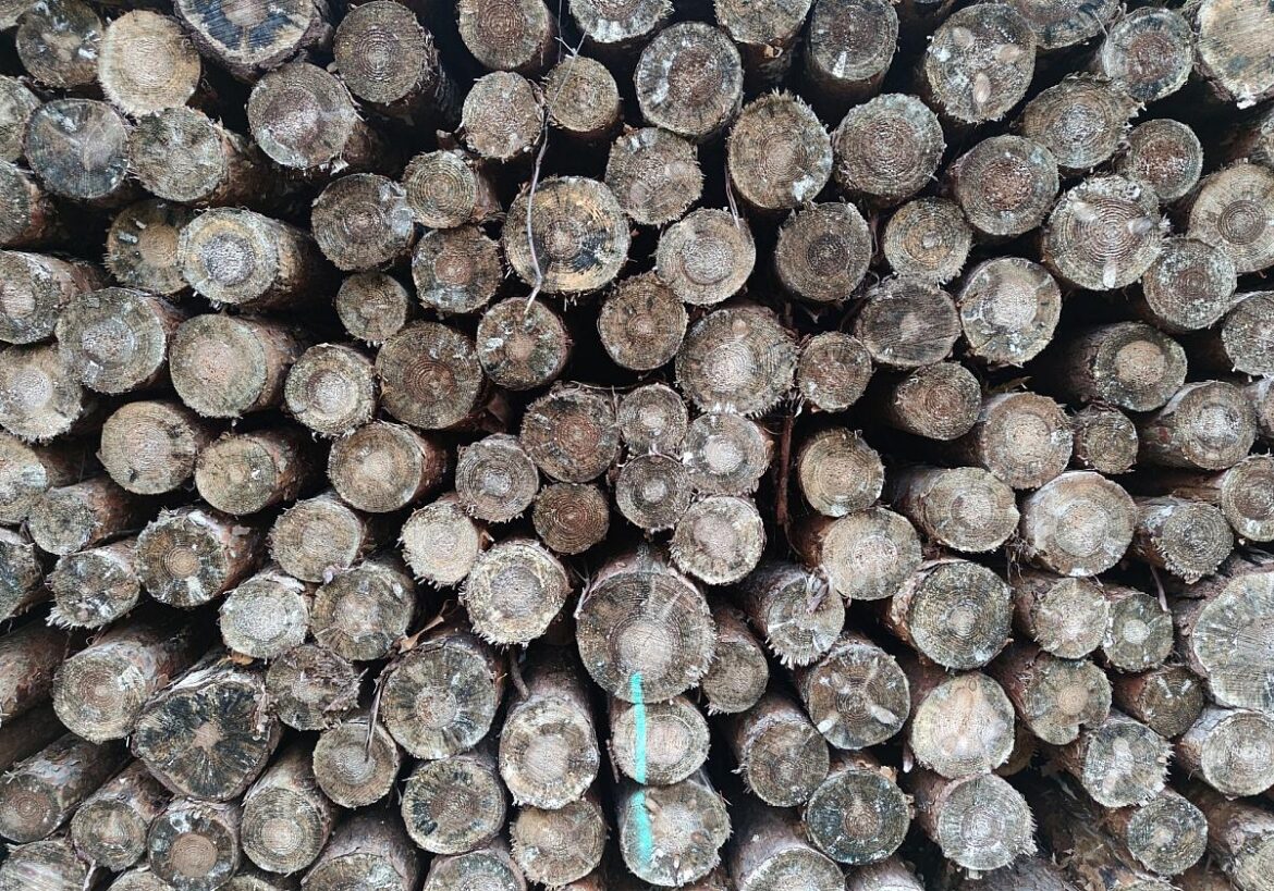 Holzstämme (Archiv)