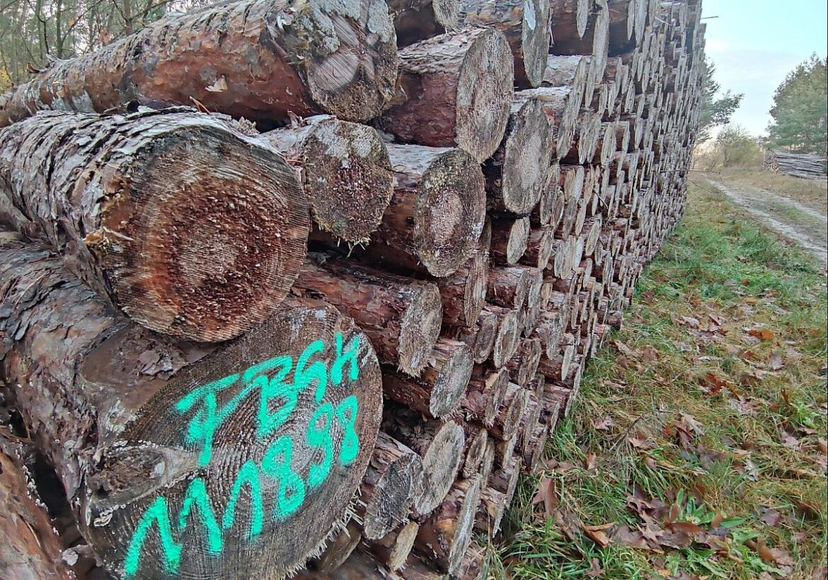 Holzstämme (Archiv)