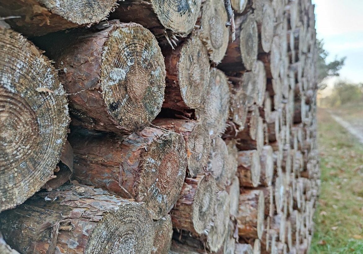 Holzstämme (Archiv)