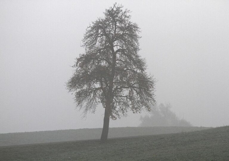 Baum (Archiv)