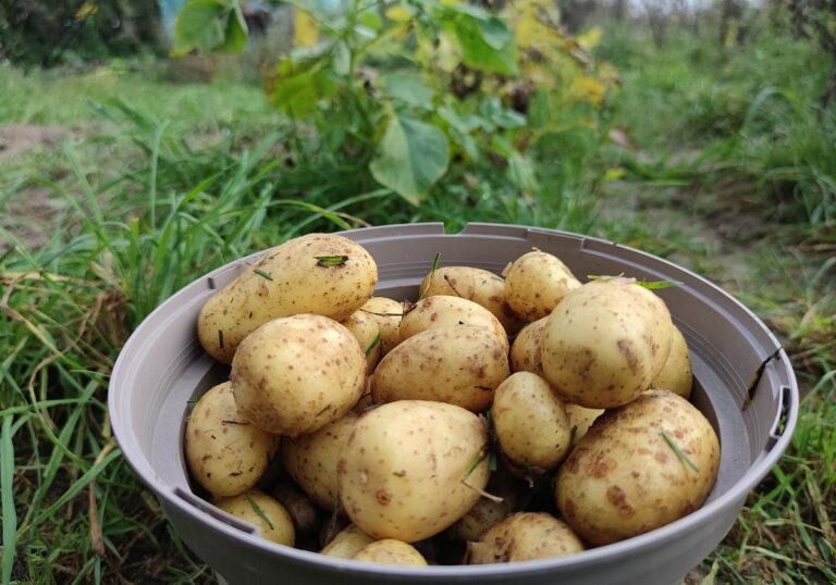 Geerntete Kartoffeln