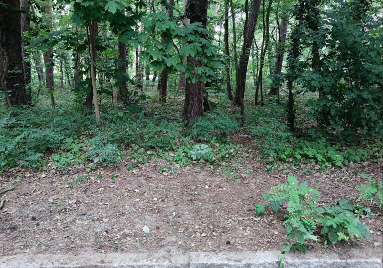 Ein Waldrand