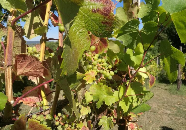 Weinstock (Archiv)