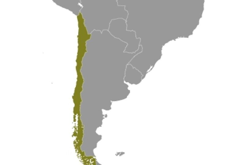 Chile (Archiv)