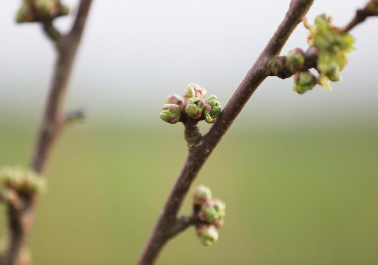 Knospen an