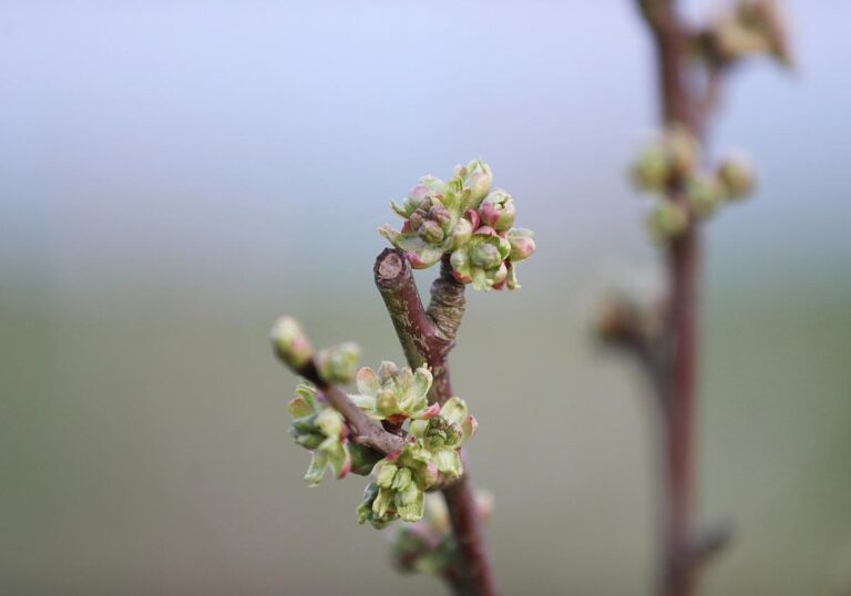 Knospen an