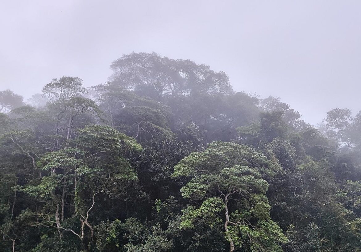 Brasilianischer Regenwald