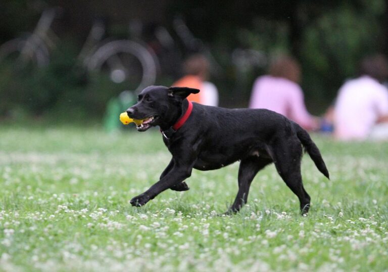 Hund (Archiv)