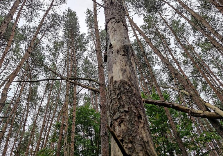 Wald (Archiv)