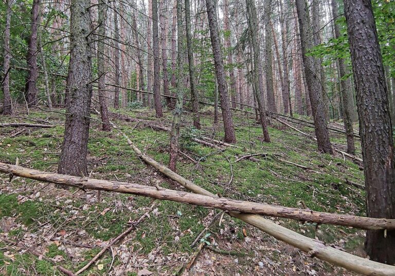 Wald (Archiv)