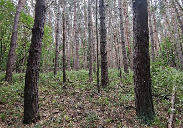Wald (Archiv)