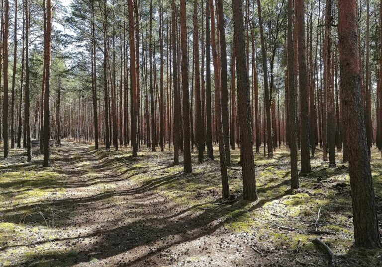 Wald (Archiv)