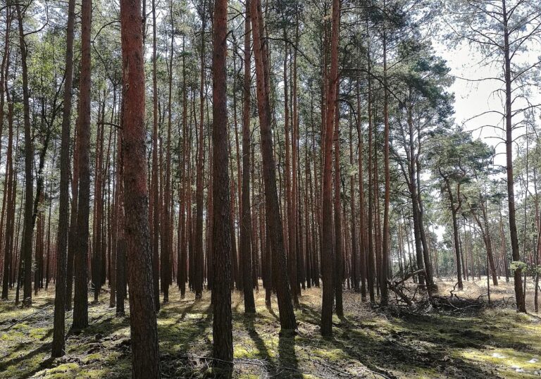Wald (Archiv)