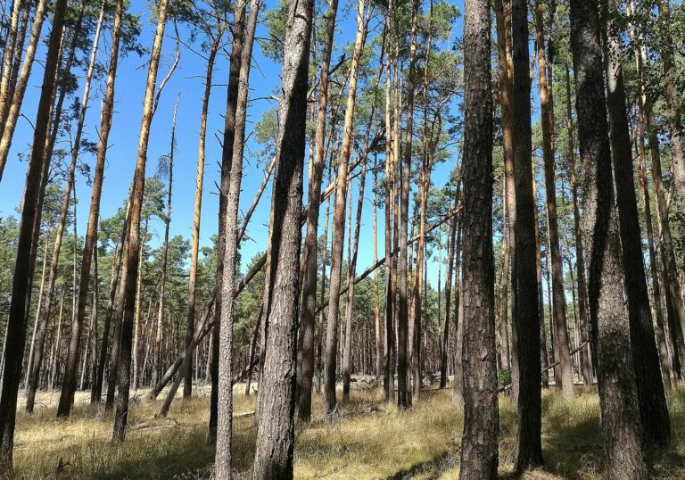 Wald (Archiv)