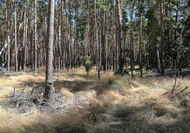 Wald (Archiv)