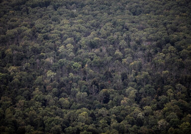Wald (Archiv)