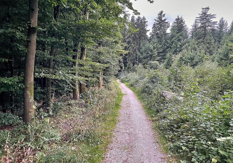 Waldweg (Archiv)