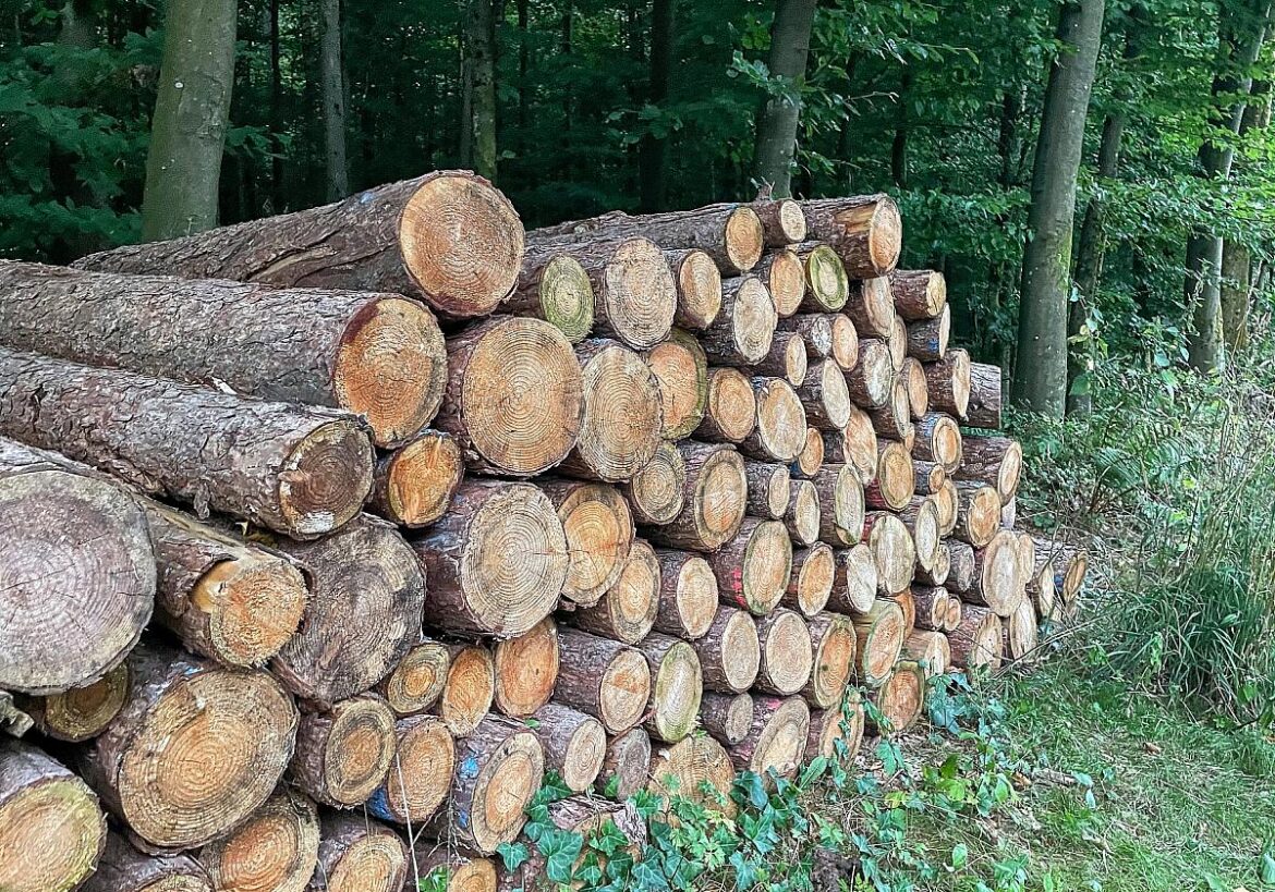 Holzstämme im