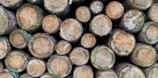 Holzstämme (Archiv)