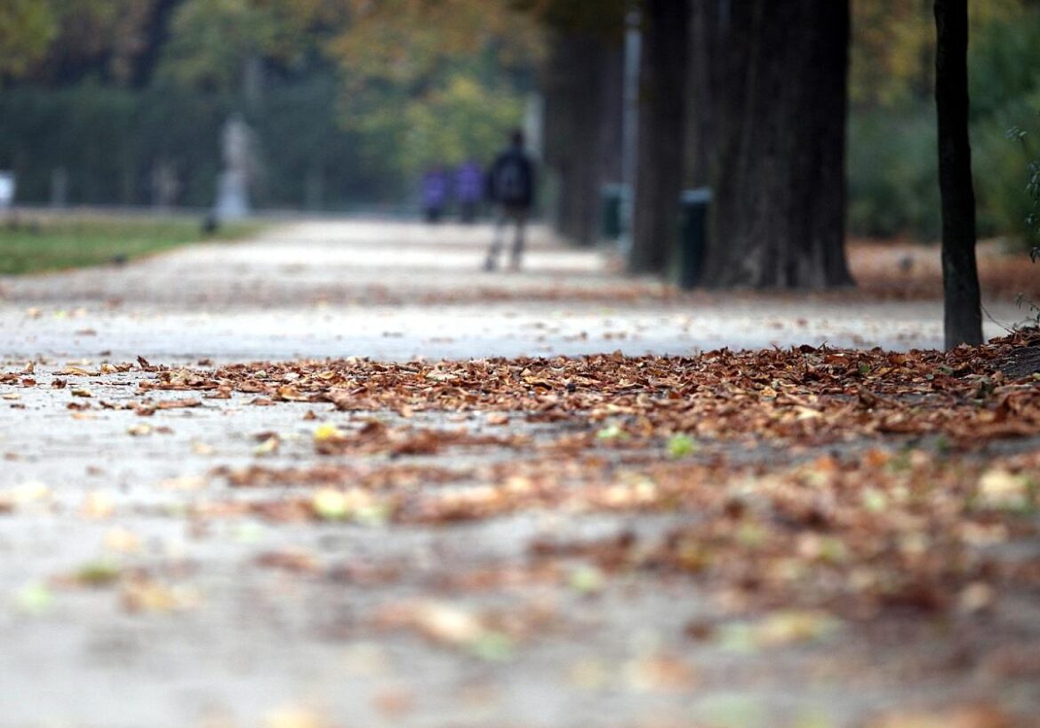 Herbstblätter in
