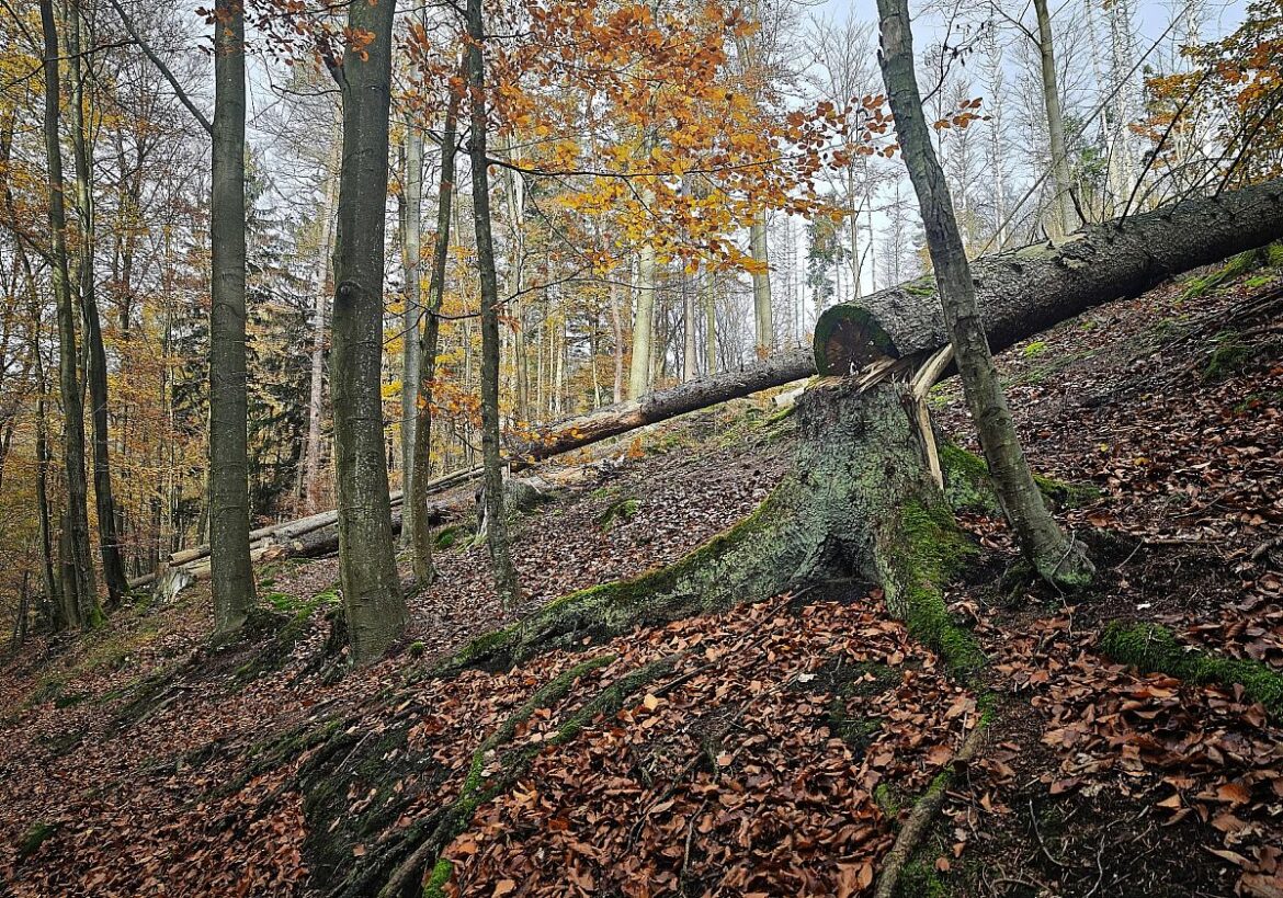 Umgesägter Baum
