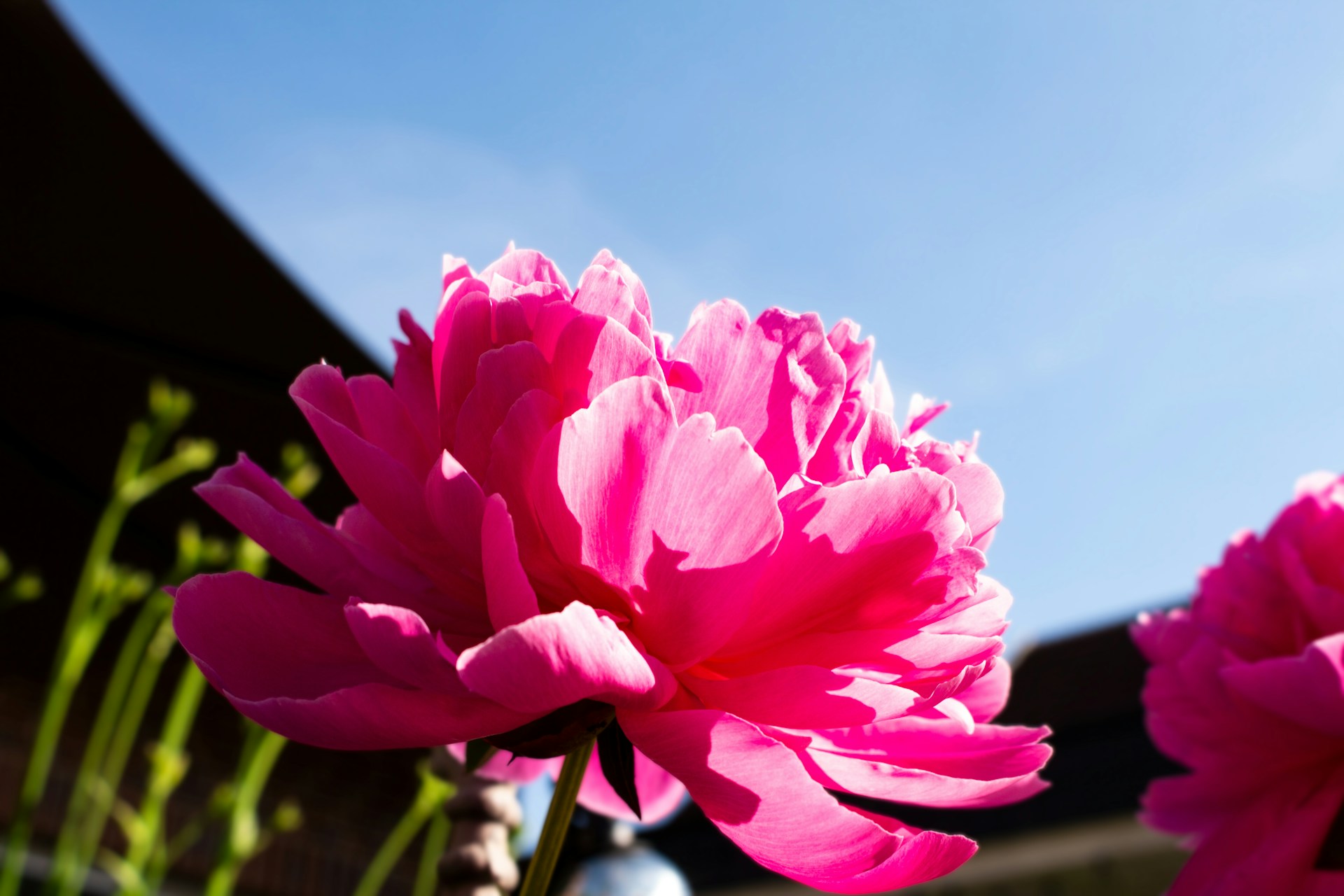 Blume im Botanischen Garten Osnabrück / Eliana Rodrigues Freitas via unsplash