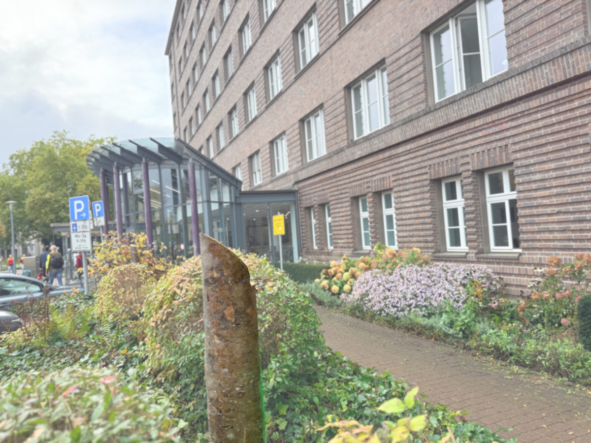 Gefällter Baum vor dem Stadthaus Osnabrück