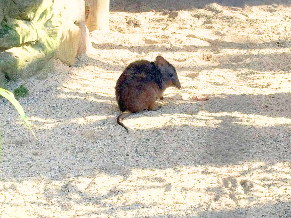 Im Sand fühlen sich die kleinen Kängurus sehr wohl. / Foto: Hinnerk Gramm
