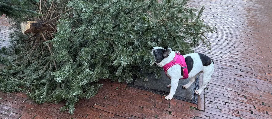 Ob 'Redaktionsbulldogge Frida' Spuren des Täters wittern kann?