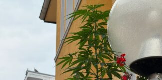 Hanfpflanze in der Redlingerstraße in Osnabrück. / Foto: Pohlmann