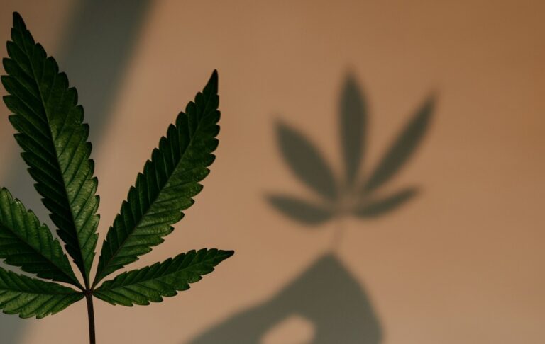 Cannabis