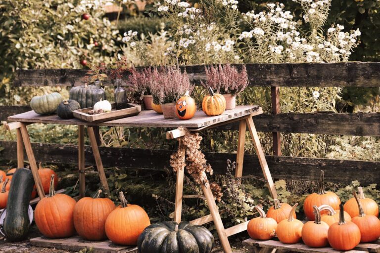 Kürbisse im Herbst zu Halloween