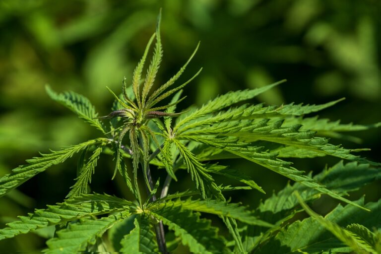 Cannabis
